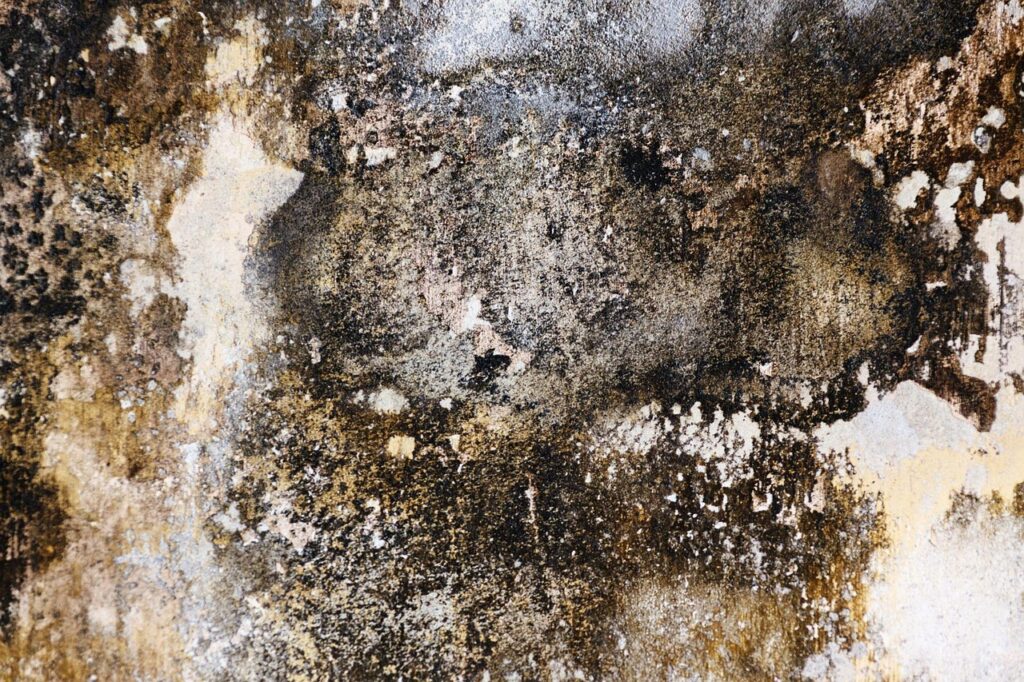 abstract, background, bad, damp, design, detail, dirty, fungus, grunge, mold, mould, old, pattern, rough, stained, surface, texture, textured, wall, mold, mold, mold, mold, mold